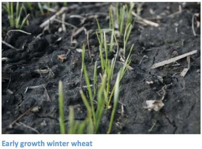 EVALUATING WINTER WHEAT SURVIVAL